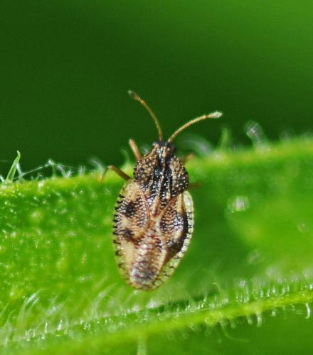 Dictyla humuli